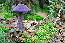 蘑菇,dunkelvioletter schleierling,schleierling
