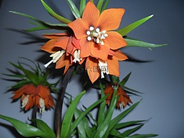 復活節(jié)花,花貝母,撕裂先生