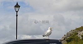海鷗,鳥鳴,康沃爾郡