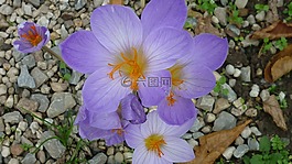 番紅花,花,淺藍色的