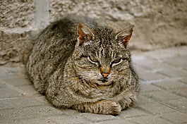 猫,弗利纳,动物