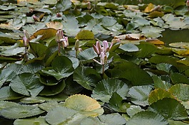 睡蓮,百合墊,關(guān)閉
