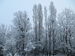 樹,雪,冬天