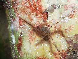 临海,rockpool餐馆,海星