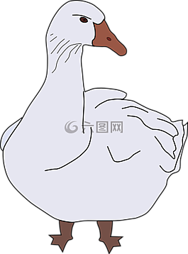 鵝,鳥(niǎo),動(dòng)物
