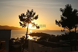 日落,棕櫚樹,樹木