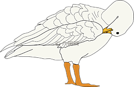 鵝,鳥,動物