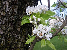 春天,蘋(píng)果花,性質(zhì)
