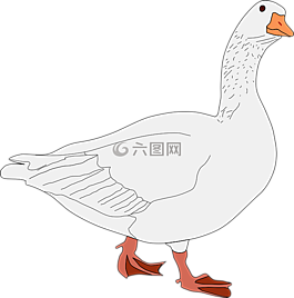 鵝,鳥,動(dòng)物