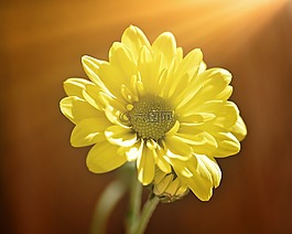 树的雏菊,花,厂