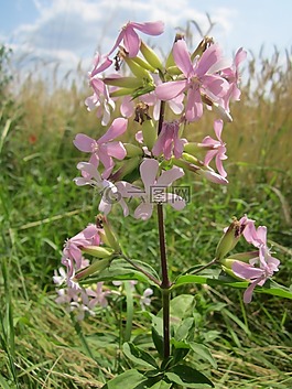 肥皂草,常見soapwort,彈跳下注