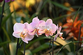 蘭花,鮮花,性質(zhì)