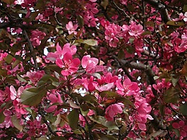 鮮花,粉紅色,花瓣