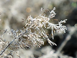 冬天,雪,霜