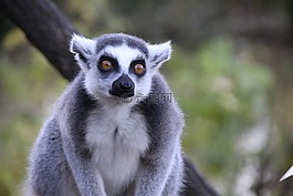 動物,狐猴,頭發(fā)