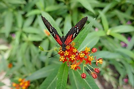 蝴蝶,花,葉子