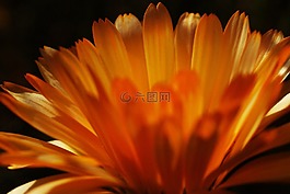 花,光,宏
