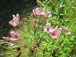butomus猪苓,开花高峰,仓促草