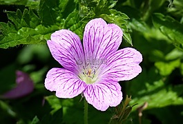 錦葵,大花葵,花