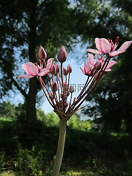 butomus猪苓,开花高峰,仓促草