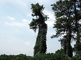 樹,森林,自然