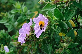 jara,昆蟲,蜜蜂