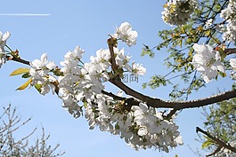 櫻花,樹,花