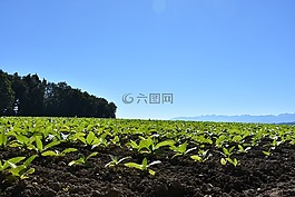 字段,煙草,天空