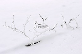 雪,冬天,科