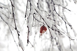 雪,分支機(jī)構(gòu),冬天