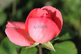花,紅色,開花
