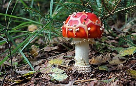飛木耳,蘑菇,森林