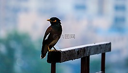 鳥,下雨天,動物