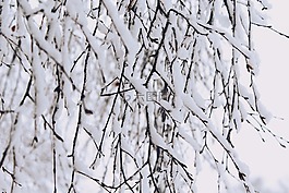 雪,分支機(jī)構(gòu),冬天