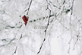 雪,分支機(jī)構(gòu),冬天