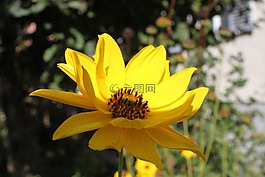 開(kāi)花,黃色,夏季