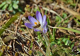 藏紅花,蜜蜂,korkus蜜蜂