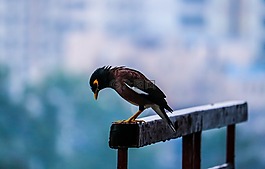 鳥(niǎo),多云,天空