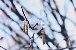 科,冰柱,雪