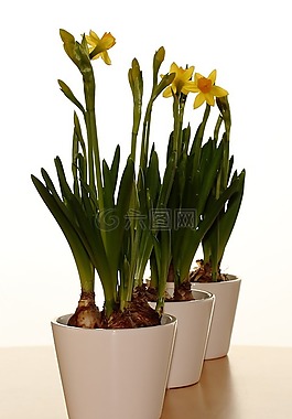 花瓶,复活节百合,春天