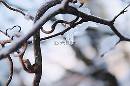 科,冰柱,雪