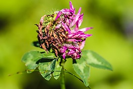野花,花,夏天花