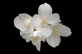 茉莉,模擬橙,歐洲口哨灌木