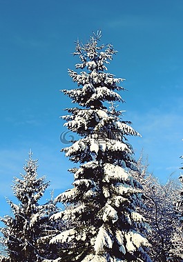 冬天,雪,樹