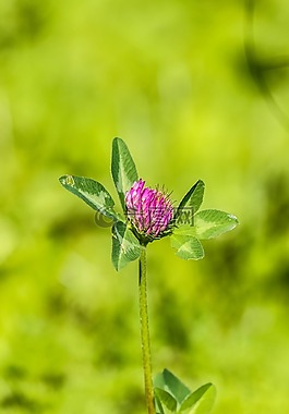 野花,花,夏天花