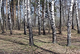 森林,性質(zhì),birch