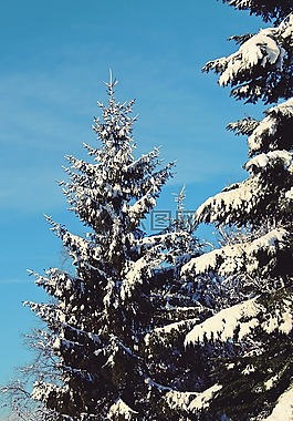 冬天,雪,樹(shù)