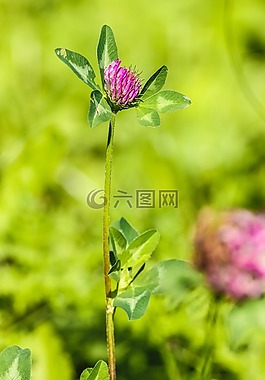 野花,花,夏天花