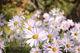 鮮花,白花,清潔