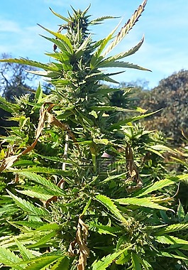 大麻,鍋,植物